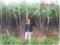 Trồng Mía Lợi Nhuận Cao