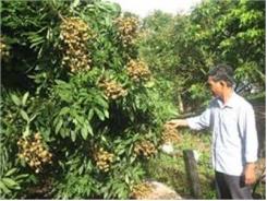 Thêm Một Phương Pháp Ghép Cải Tạo Vườn Nhãn