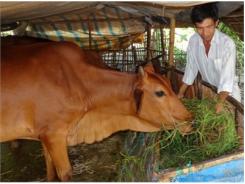 Vũng Liêm (Vĩnh Long) Trồng Cỏ Nuôi Bò, Hướng Lựa Chọn Của Nhiều Nông Dân