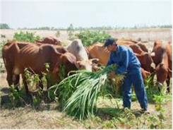 Trao Bò Sinh Sản Cho Hộ Nghèo