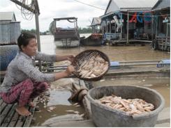 Thời Tiết Giao Mùa, Cá Chết Hàng Loạt