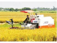 Thừa Thiên Huếtrúng To Vụ Lúa Hè Thu