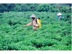 Tăng Hiệu Quả, Tiết Kiệm Nước Tưới