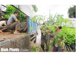 Không Nên Chặt Bỏ Cao Su