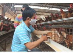 Đắk Lắk Khống Chế Kịp Thời Ổ Dịch Cúm Gia Cầm H5N1