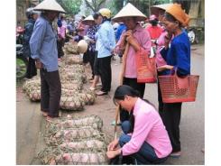 Giá Lợn Giống Tăng