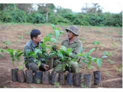 6,9 Triệu Cây Cà Phê Giống Mới Đã Được Phân Phối Tới Nông Dân