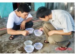 Nỗi Lo Tôm Giống
