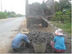 Nông Dân Tân Châu Thiệt Hại Gần 21 Tỷ Đồng Do Mì Bị Ngập Nước