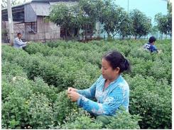 Những Mô Hình Nông Nghiệp Bền Vững