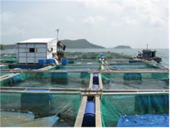 Quảng Nam Phát Triển Mô Hình Nuôi Cá Lồng Bè Hướng Đến VietGAP
