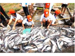 Người Nuôi Cá Tra Thua Lỗ Từ 1.000-3.000 Đồng/kg