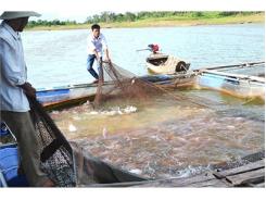 Triển Vọng Nuôi Thủy Sản Tiêu Chuẩn VietGAP