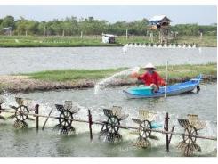 Nuôi Tôm Mùa Nắng Hiểm Họa Và Giải Pháp