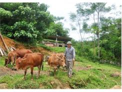 Huyện Lang Chánh Thát Triển Chăn Nuôi Đại Gia Súc Chưa Tương Xứng Với Tiềm Năng