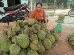 Nâng Cao Uy Tín Thương Hiệu Sầu Riêng Khánh Sơn (Khánh Hòa)