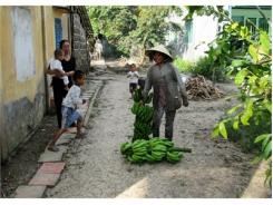 Chuối Giảm Giá