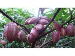 Giá Ca Cao Ổn Định Hơn Trái Cây