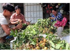 Trồng Nhãn Xuồng Cơm Vàng Theo VietGAP Cho Lãi Cao