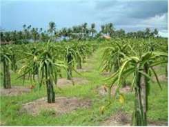 Dân Trồng Thanh Long Phản Ứng Ngành Điện