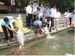 Sản xuất, ương, nuôi thành công cá chép Koi tại Ninh Bình