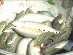 Huyện Tuy An (Phú Yên) nghiệm thu mô hình nuôi thử nghiệm cá thát lát cườm