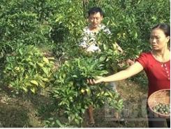 Lục Ngạn (Bắc Giang) khắc phục hậu quả mưa lũ vùng cây ăn quả