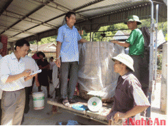 Cấp phát cá giống cho người dân xã Liên Hợp, Châu Lộc (Nghệ An)