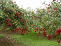 Đăk Lăk trồng mới gần 1.000ha cây ăn quả