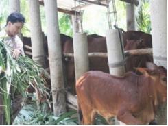 Anh Nguyễn Văn Minh khởi nghiệp từ mô hình chăn nuôi bò