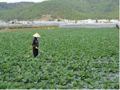 Đơn Dương (Lâm Đồng) có nhiều loại rau giảm giá mạnh