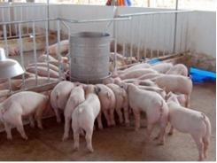 Tăng cường kiểm tra việc sử dụng chất cấm trong chăn nuôi