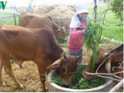 Ninh Thuận quy hoạch đồng cỏ phục vụ chăn nuôi bền vững