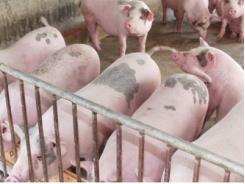 Đồng Nai tăng cường kiểm tra việc sử dụng chất cấm trong chăn nuôi