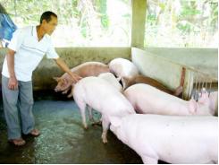 Ngăn chặn việc dùng chất cấm trong chăn nuôi