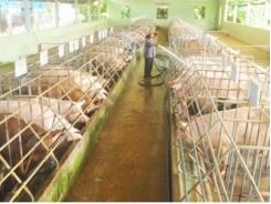 Xử phạt nghiêm hành vi sử dụng chất cấm trong chăn nuôi