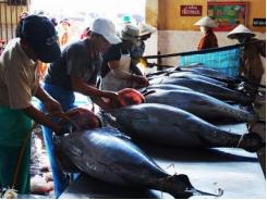 Nhật muốn đầu tư chế biến cá ngừ tại Phú Yên