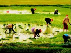 Cách chọn phân bón tốt nhất cho cây trồng