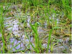 250ha lúa ở Quảng Bình bị chuột phá hoại
