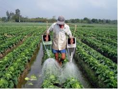 Chuyển đổi cây trồng ở Đồng Bằng Sông Cửu Long cần giải pháp đồng bộ
