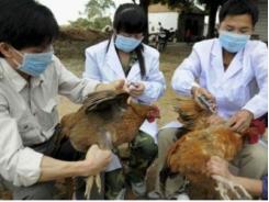 Xuất hiện cúm A/H5N6 trên đàn gia cầm