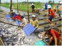 Năm 2020, diện tích nuôi cá tra đạt 1.430 ha