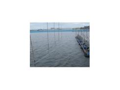 Hạn chế và diệt sứa nước trong ao nuôi