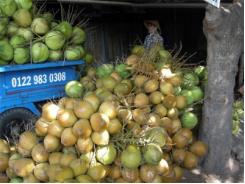 Dừa tươi giảm giá hơn phân nửa do mưa nhiều