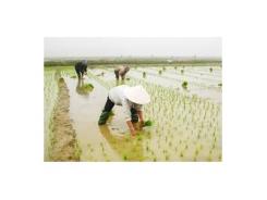 Bắc Giang khắc phục hậu quả mưa lũ gieo cấy lại gần 1,5 nghìn ha lúa