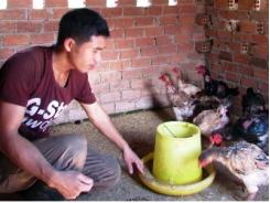 Thuần hóa giống gà Đông Tảo ở Lâm Hà (Lâm Đồng)