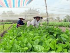 Đồng Tháp tổ chức sản xuất, lấy liên kết sản xuất và tiêu thụ làm nhiệm vụ trọng tâm