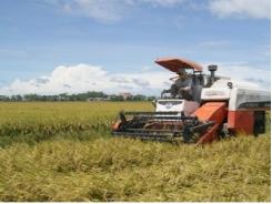 Trên 31.000ha thực hiện cánh đồng liên kết sản xuất và tiêu thụ vụ lúa hè thu