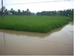 Thành phố Cà Mau triển khai mô hình cánh đồng lớn luân canh lúa – tôm