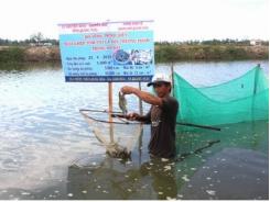 Mô hình nuôi ghép tôm với cá đối thương phẩm